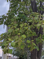 Catalpa speciosa