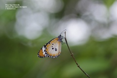 Danaus chrysippus chrysippus