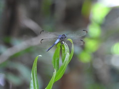 Cannaphila insularis