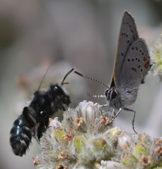 Andrena cerasifolii
