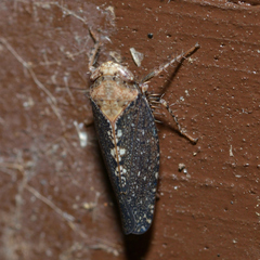 Excultanus excultus