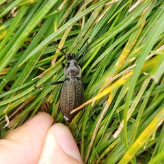 Carabus granulatus yezoensis