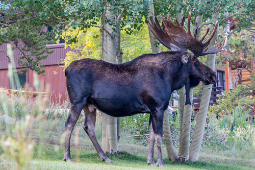 Shiras Moose photographed in Colorado