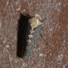 Excultanus excultus