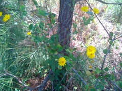 Heterotheca subaxillaris