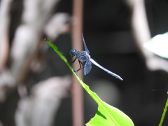 Cannaphila insularis