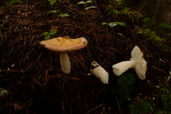 Russula bicolor