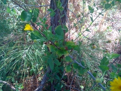 Heterotheca subaxillaris