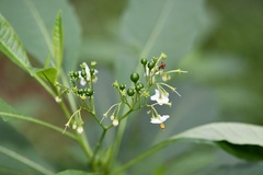Solanum aligerum