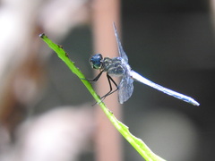 Cannaphila insularis