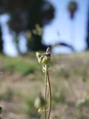 Spilostethus furcula