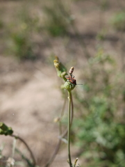 Spilostethus furcula