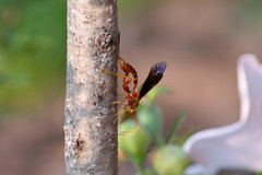 Labeninae