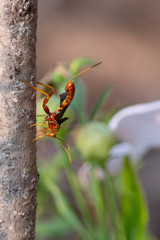 Labeninae
