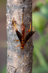 Labeninae