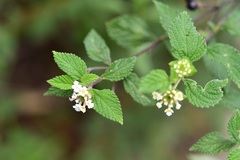 Lantana hispida