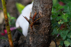 Labeninae