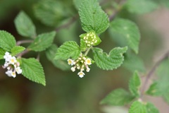 Lantana hispida