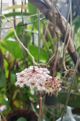 Hoya flagellata