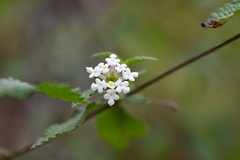 Lantana hispida