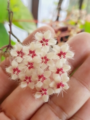 Hoya flagellata