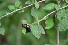 Lantana hispida