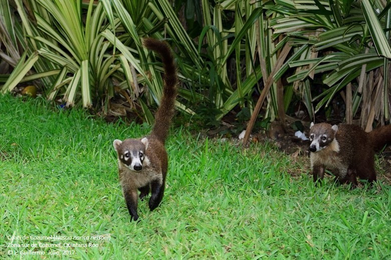 Cozumel Island Coati (Subspecies Nasua narica nelsoni) · iNaturalist