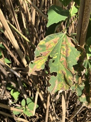 Telamoptilia hibiscivora