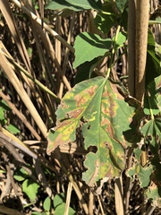 Telamoptilia hibiscivora