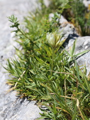 Trifolium polyphyllum