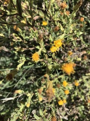 Heterotheca oregona
