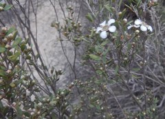 Leptospermum coriaceum