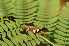 Apalacris varicornis