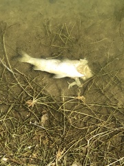 Catostomus commersonii