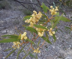 Acacia pycnantha