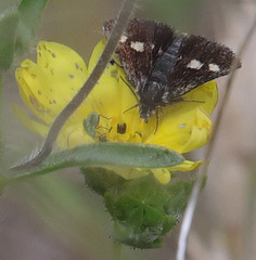 Microhelia angelica