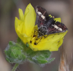 Microhelia angelica
