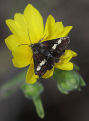 Microhelia angelica