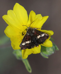 Microhelia angelica