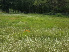 Asclepias tuberosa interior
