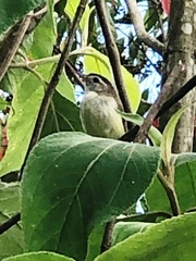 Vireo leucophrys