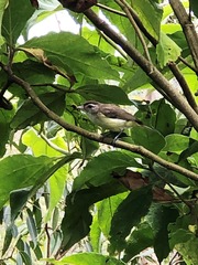 Vireo leucophrys