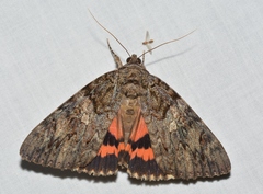Catocala umbrosa