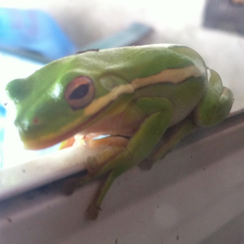 Green Treefrog photographed in Indiana