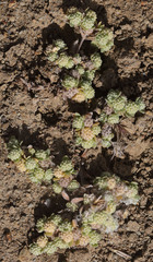 Psilocarphus tenellus