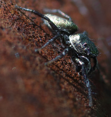 Salticus peckhamae