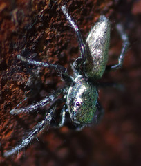 Salticus peckhamae
