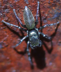 Salticus peckhamae