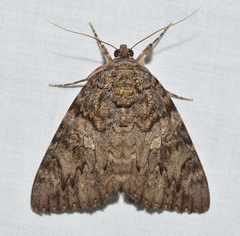 Catocala umbrosa
