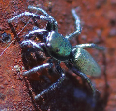 Salticus peckhamae